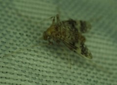 Psectrotanypus dyari