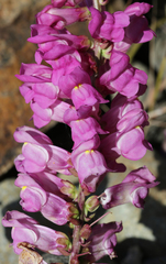 Antirrhinum tortuosum