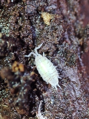 Platyarthridae