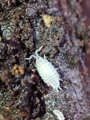 Platyarthridae