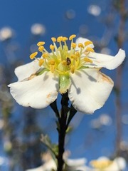 Lindleya mespiloides