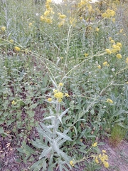 Isatis tinctoria