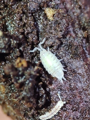 Platyarthridae