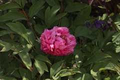 Paeonia suffruticosa