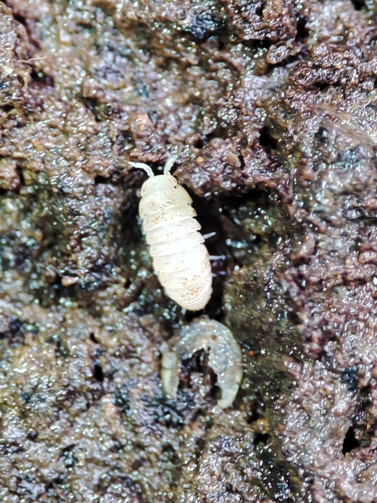 Gabunillo
