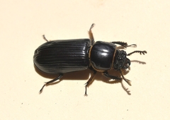 Passalus punctatostriatus