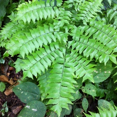 Adiantum trapeziforme
