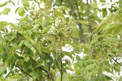 Acer negundo mexicanum