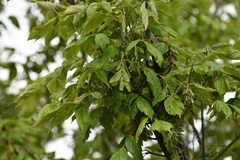 Acer negundo mexicanum