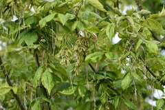 Acer negundo mexicanum