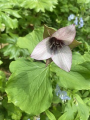 Trillium erectum