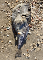 Lagocephalus guentheri