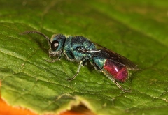 Chrysis immaculata