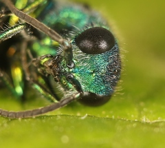 Chrysis immaculata