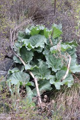 Altai Rhubarb (Rheum altaicum)