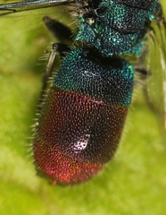Chrysis immaculata