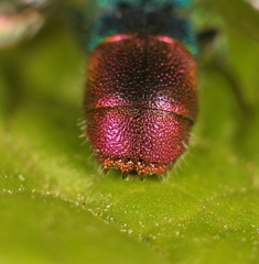 Chrysis immaculata