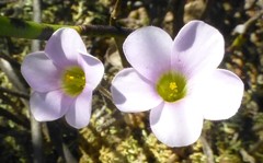 Oxalis orthopoda