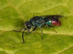 Chrysis immaculata