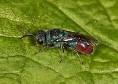Chrysis immaculata
