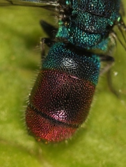 Chrysis immaculata