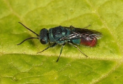 Chrysis immaculata