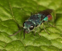 Chrysis immaculata