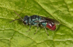 Chrysis immaculata