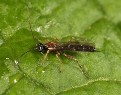 Zatypota bohemani