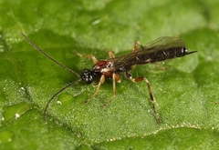 Zatypota bohemani