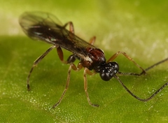 Zatypota bohemani