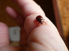 Chrysolina staphylaea