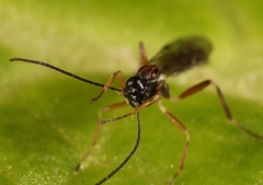 Zatypota bohemani