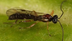 Zatypota bohemani