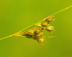 Juncus dudleyi