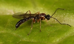 Zatypota bohemani