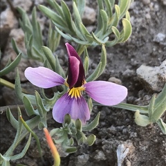 Viola beckwithii
