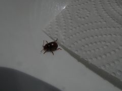 Chrysolina staphylaea