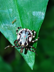 Amblyomma splendidum