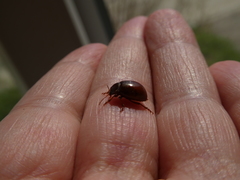 Chrysolina staphylaea