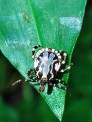 Amblyomma splendidum