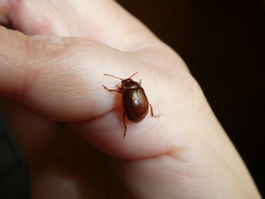 Chrysolina staphylaea