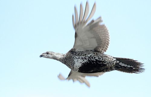 Greater Sage-Grouse