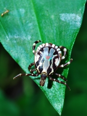 Amblyomma splendidum