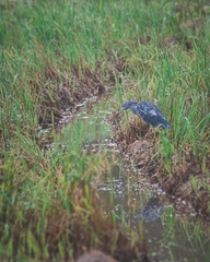 Egretta caerulea