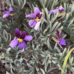 Viola beckwithii
