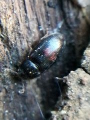 Biphyllus lunatus