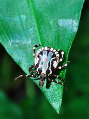 Amblyomma splendidum