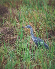 Egretta caerulea