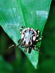 Amblyomma splendidum